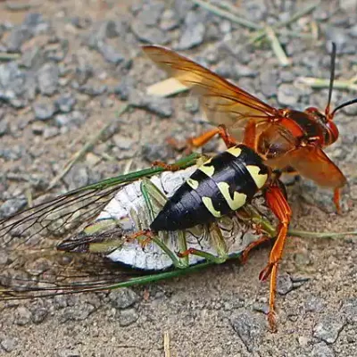 eastern_cicada_killer