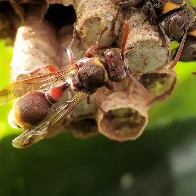 paper_wasp