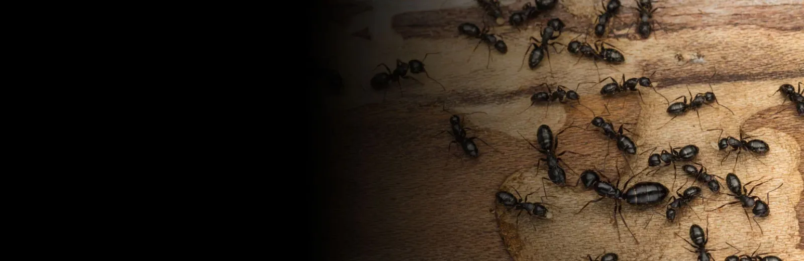 Ants on a floor