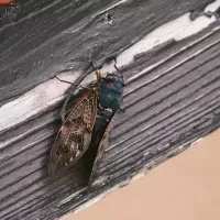 cicada-on-wood