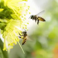 honey-bees-flying