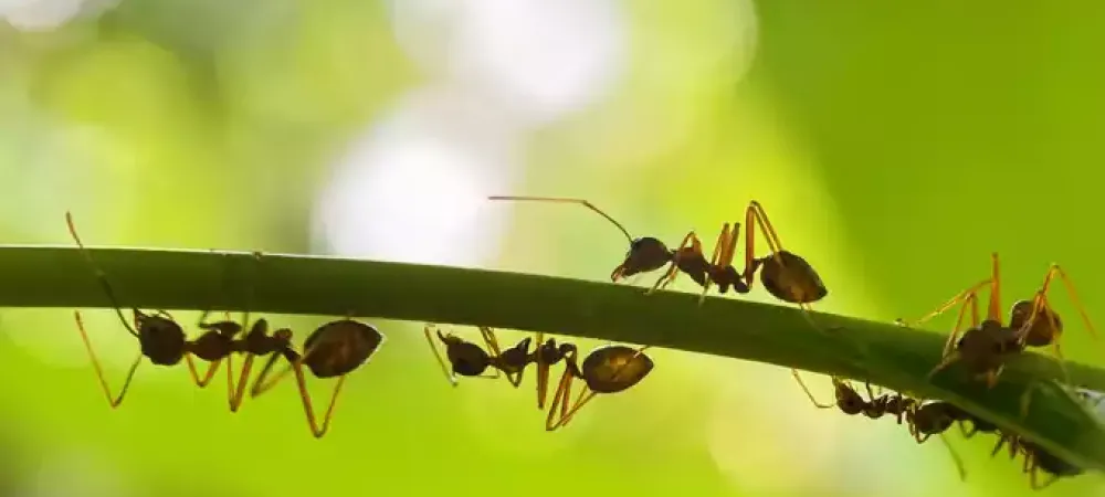 ants_on_plant