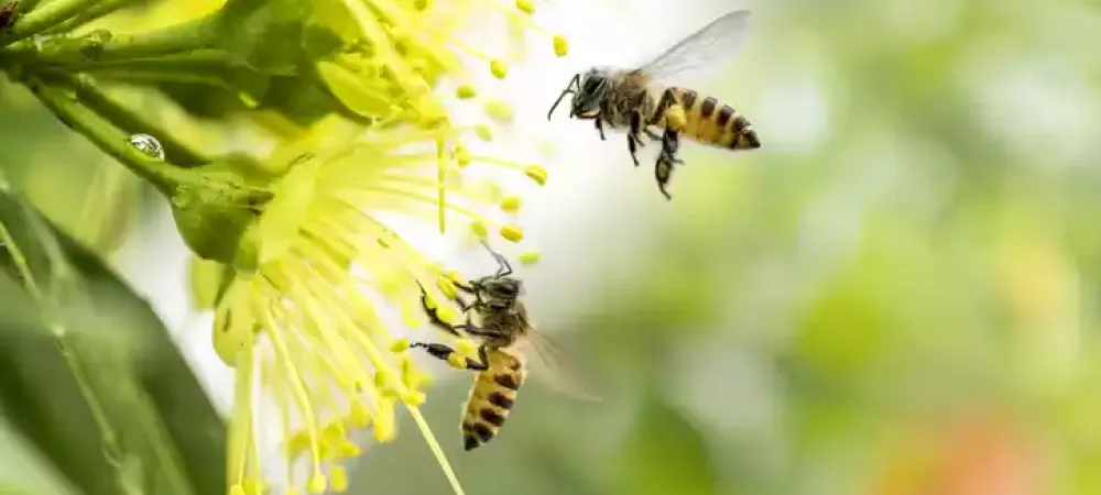 honey-bees-flying