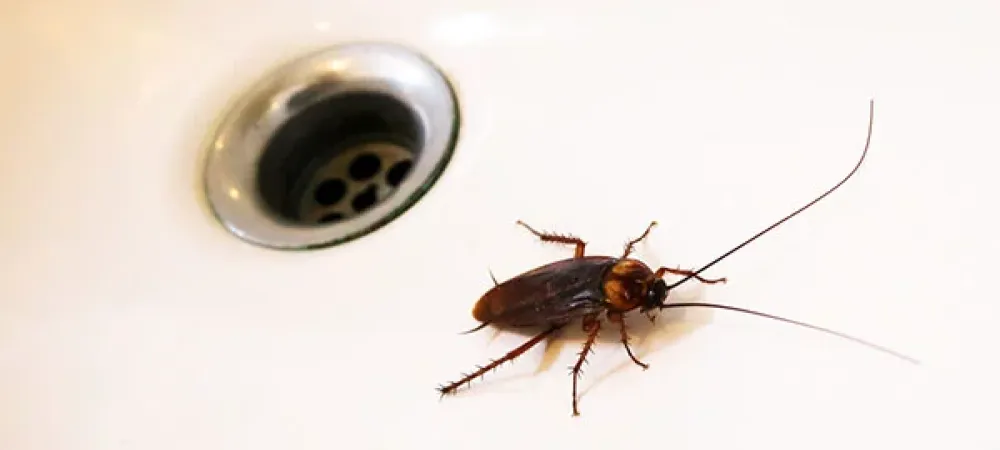 cockroach in a sink near the drain