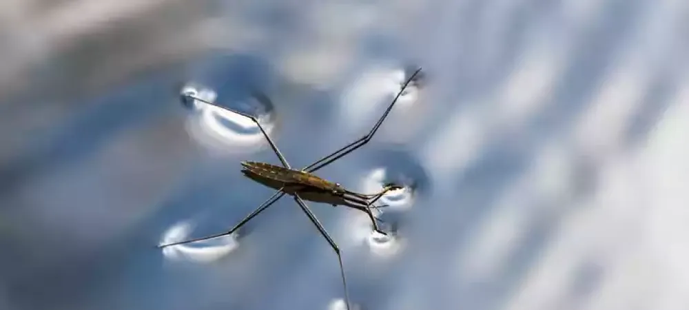 water-strider-bug
