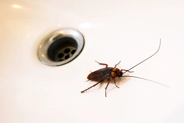 cockroach control service