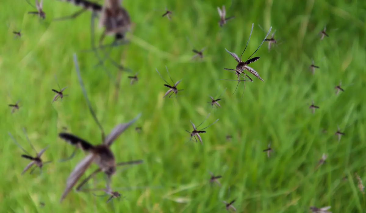 Swarm of mosquitoes flying over green grass