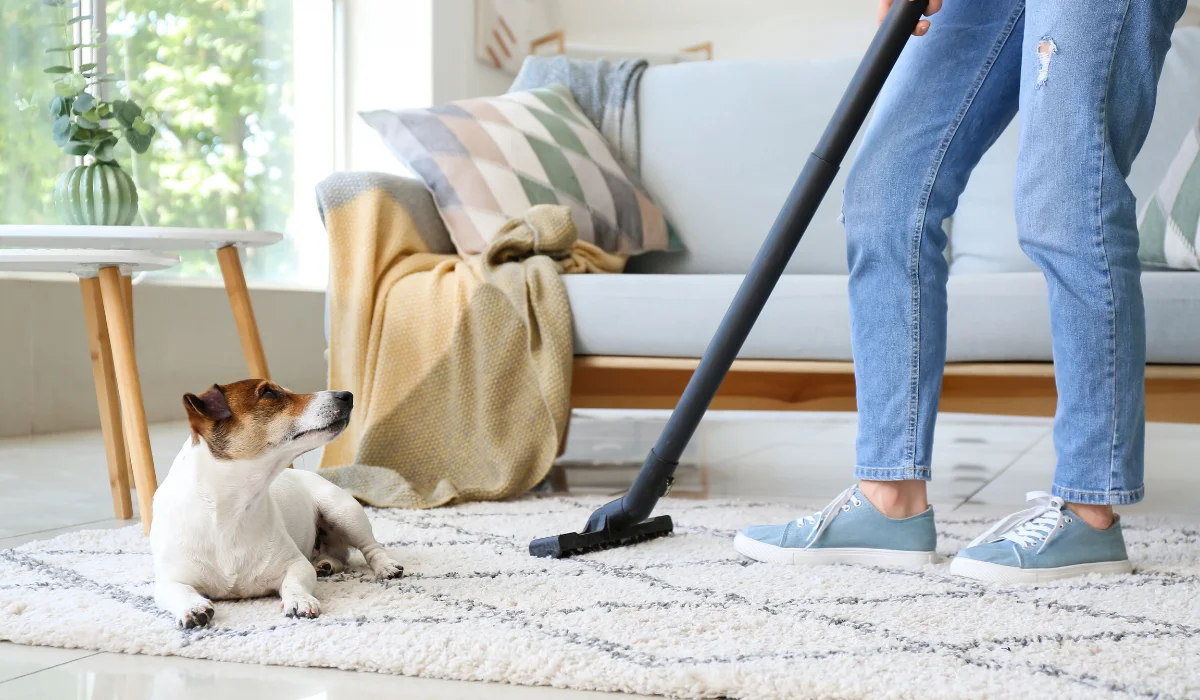 Person vacuuming a living-room rug while a small dog lies nearby watching