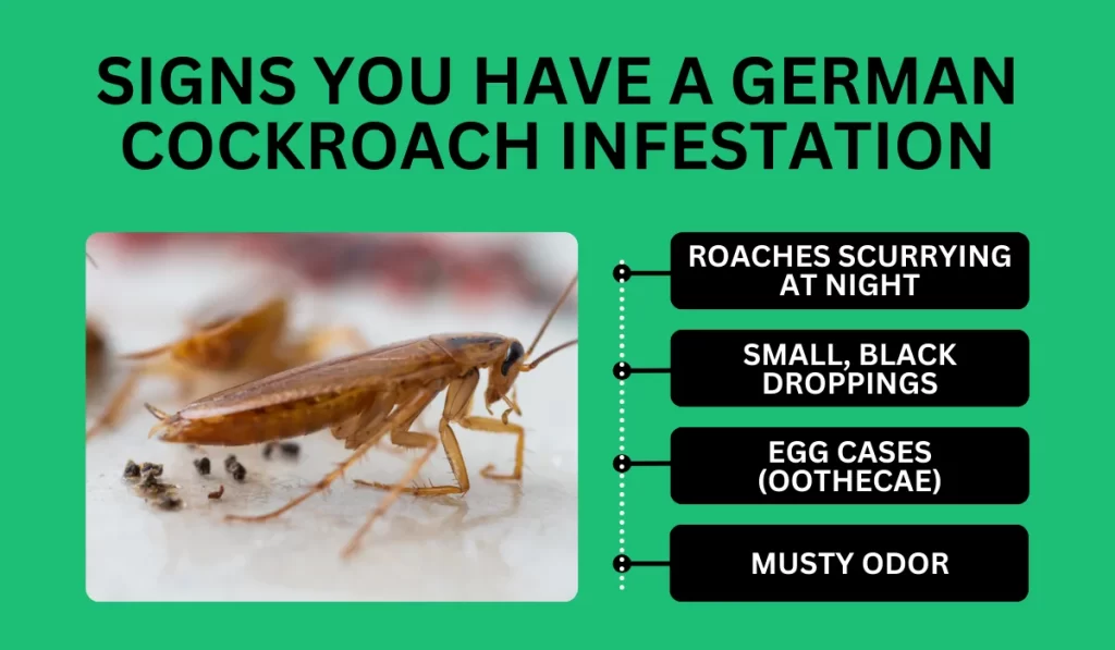 Signs You Have a German Cockroach Infestation