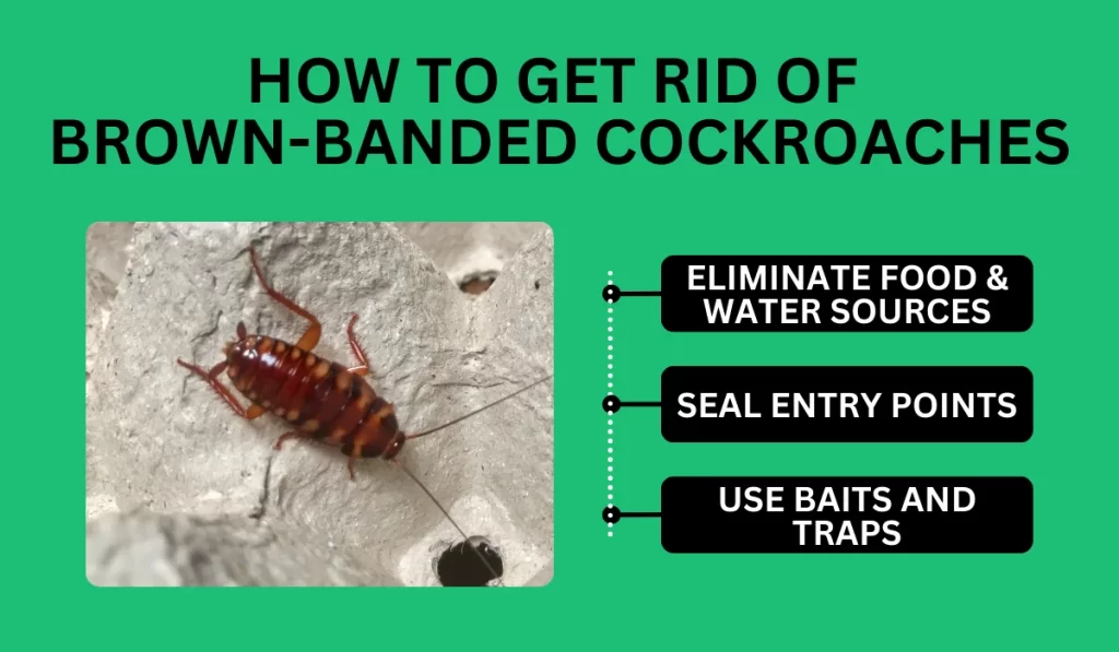 How to Get Rid of Brown-Banded Cockroaches