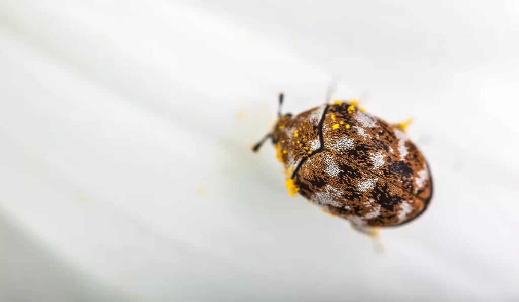 Carpet Beetle