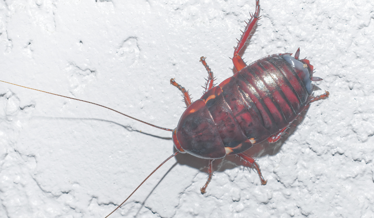 Florida Wood Roach