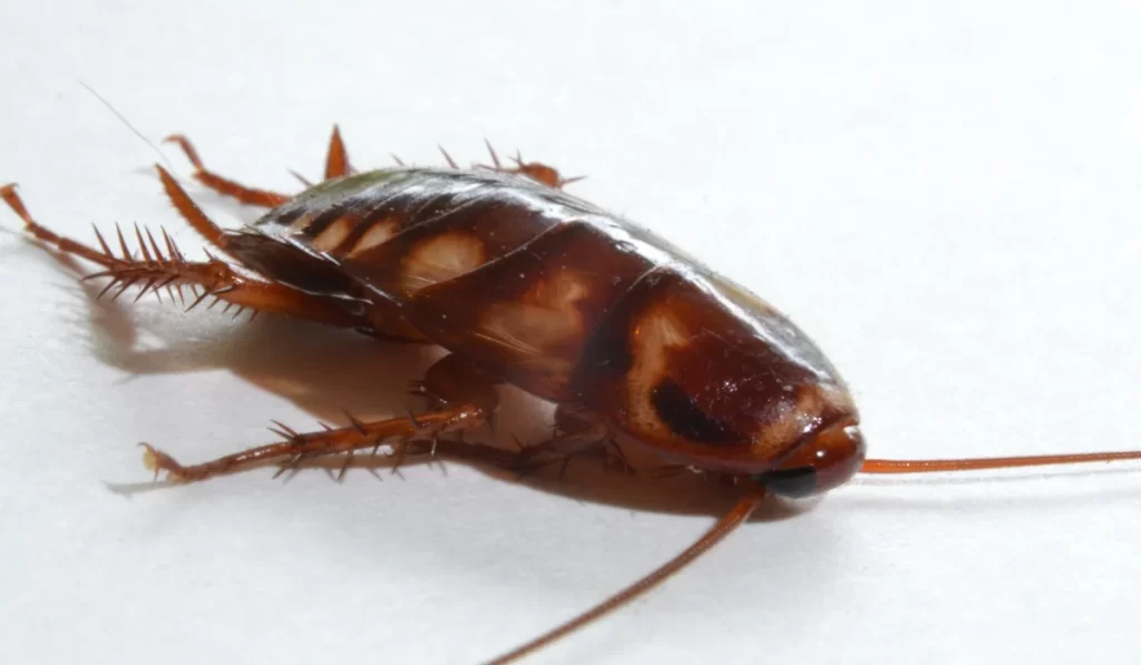 Palmetto Bug