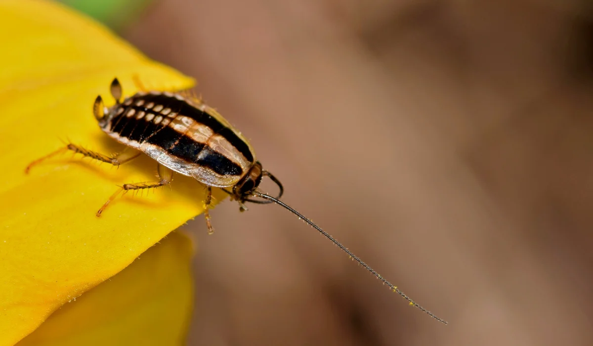 Asian cockroach with black and tan stripes and long antennae perched on a yellow flower petal