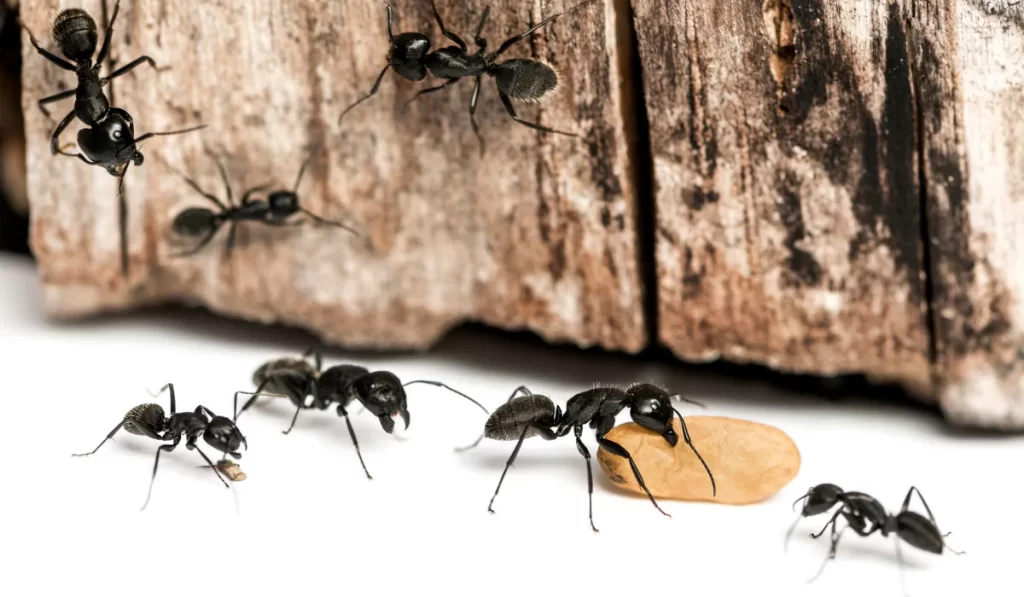 carpenter ants on wood