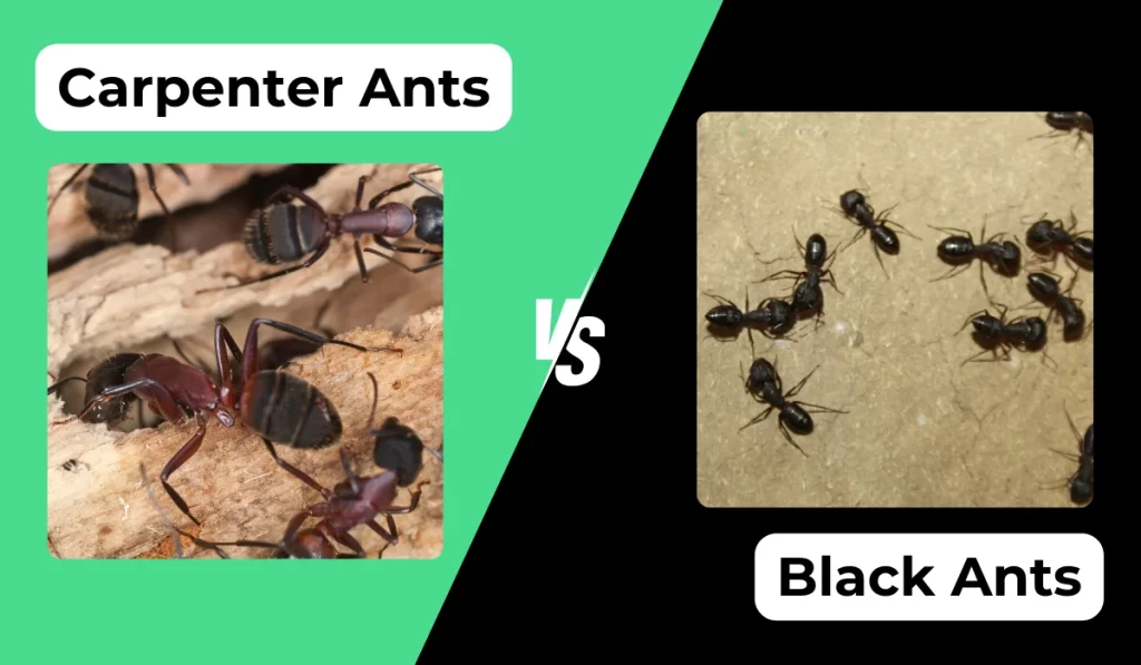 carpenter & black ants