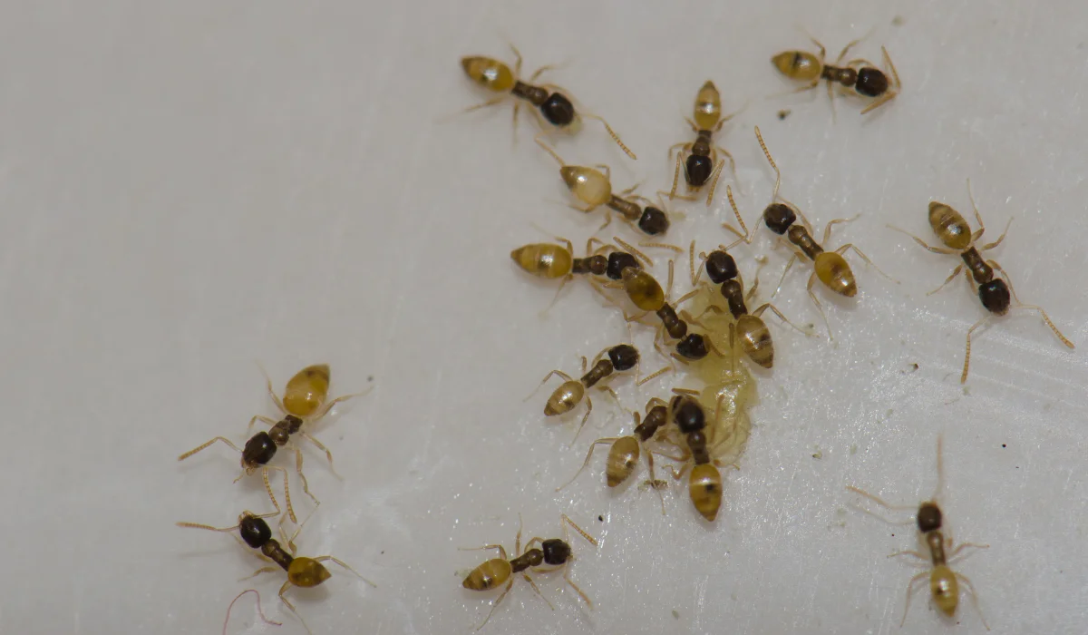 Cluster of tiny pale-legged, dark-headed ghost ants crawling on a white surface