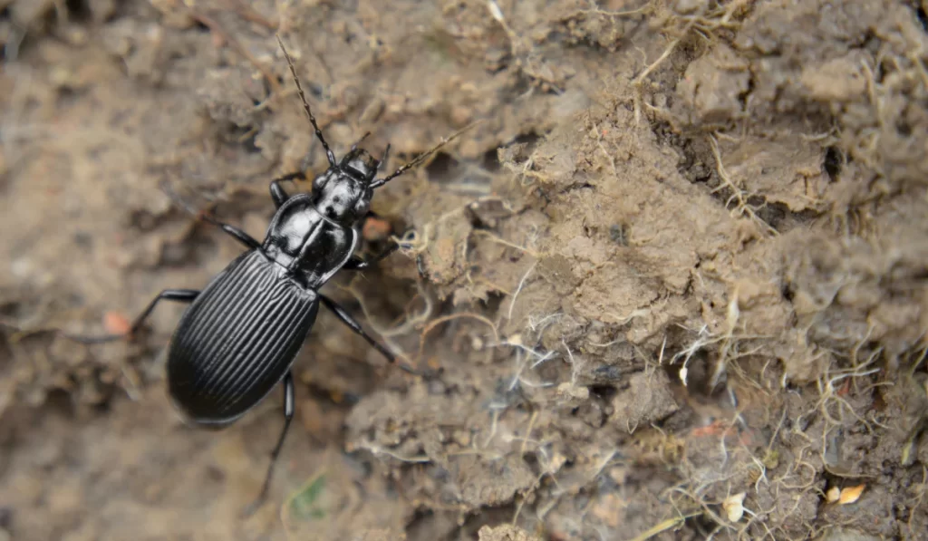 ground beetle