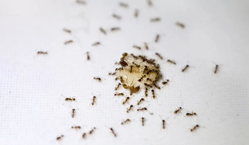 tiny ants