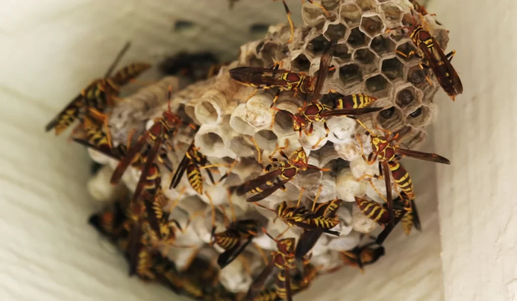 wasp nest at home