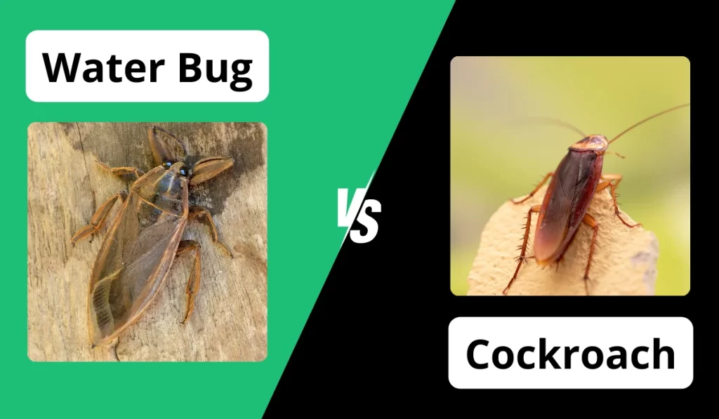 water bug vs cockroach