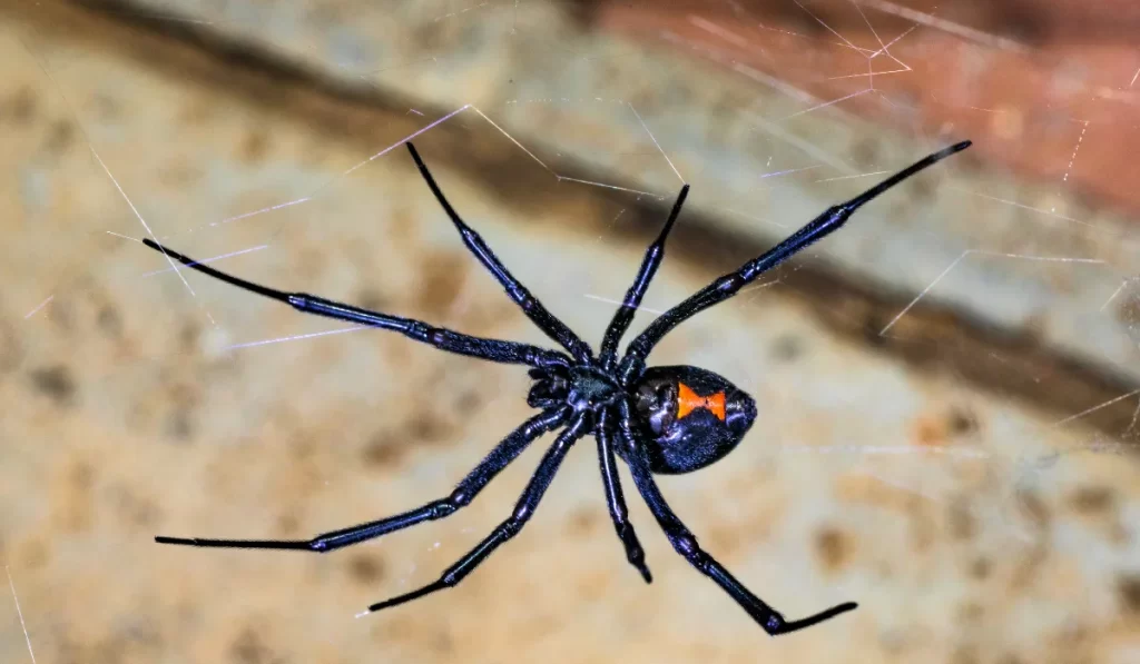 black widow spider