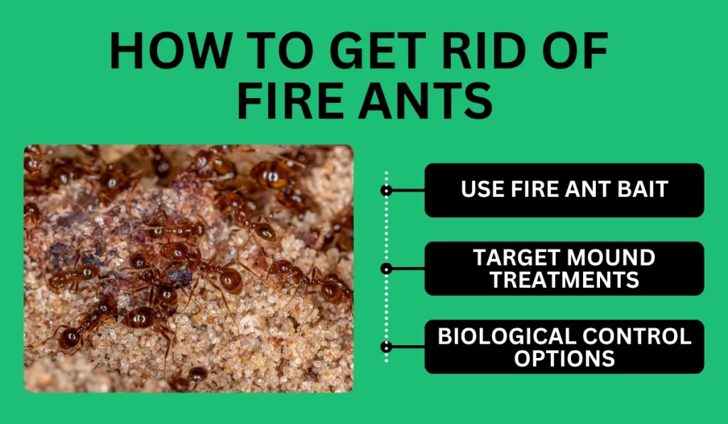 How to Get Rid of Fire Ants