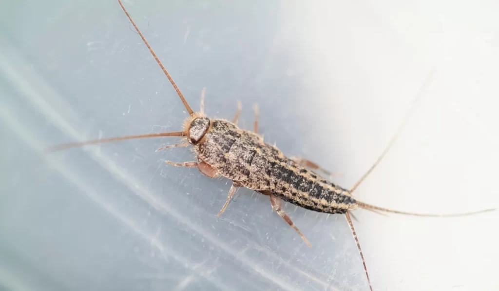 Silverfish