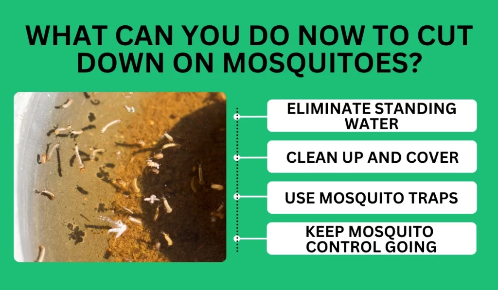 What Can You Do Now to Cut Down on Mosquitoes