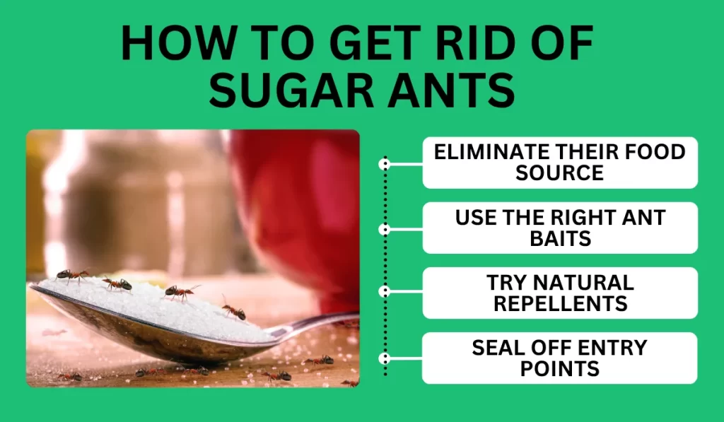 How to Get Rid of Sugar Ants