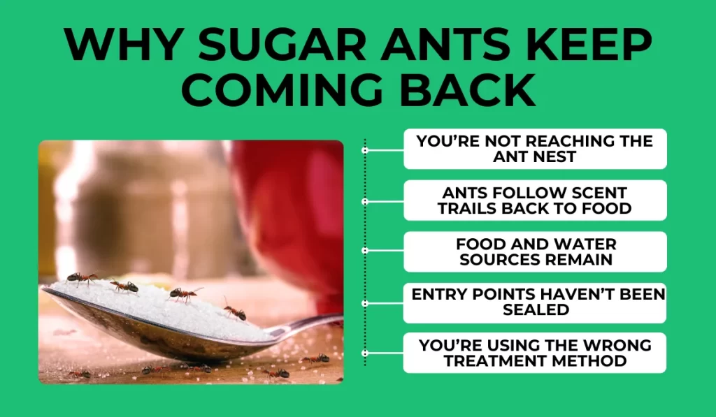 Why Sugar Ants Keep Coming Back