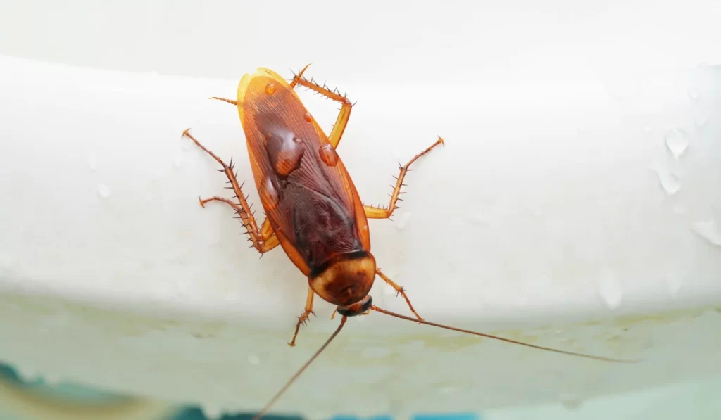 bathroom cockroach