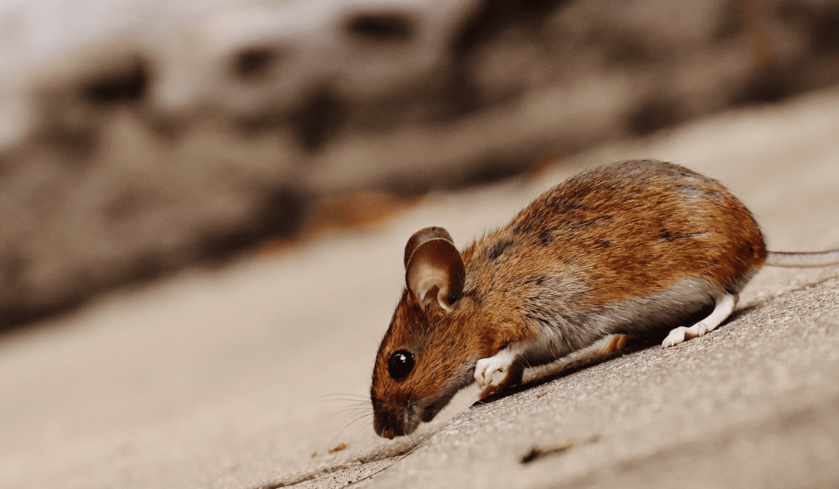 Small brown rodent with white belly sniffing a dusty attic floor