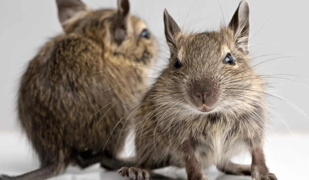 Two small brown rodents with whiskers sitting on a light surface, one facing forward and one turned away