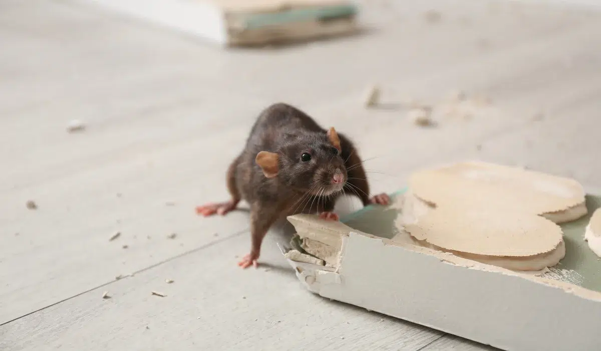 rodent gnawing baseboard
