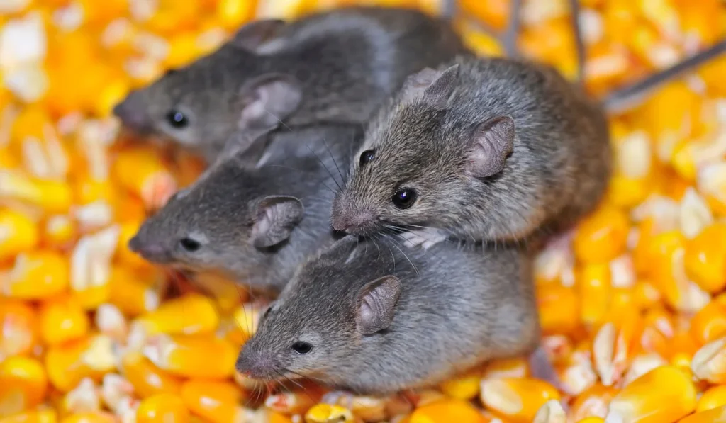 Field Mice