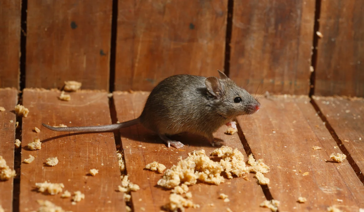 house mouse