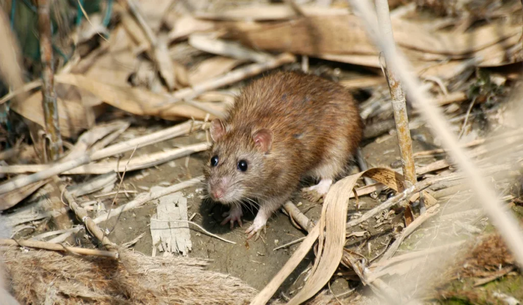 Norway Rat