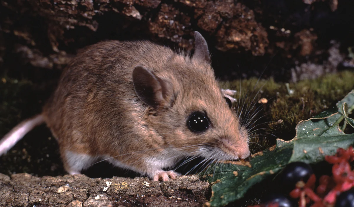 Small brown mouse with large dark eyes and whiskers on bark beside a leaf and berries