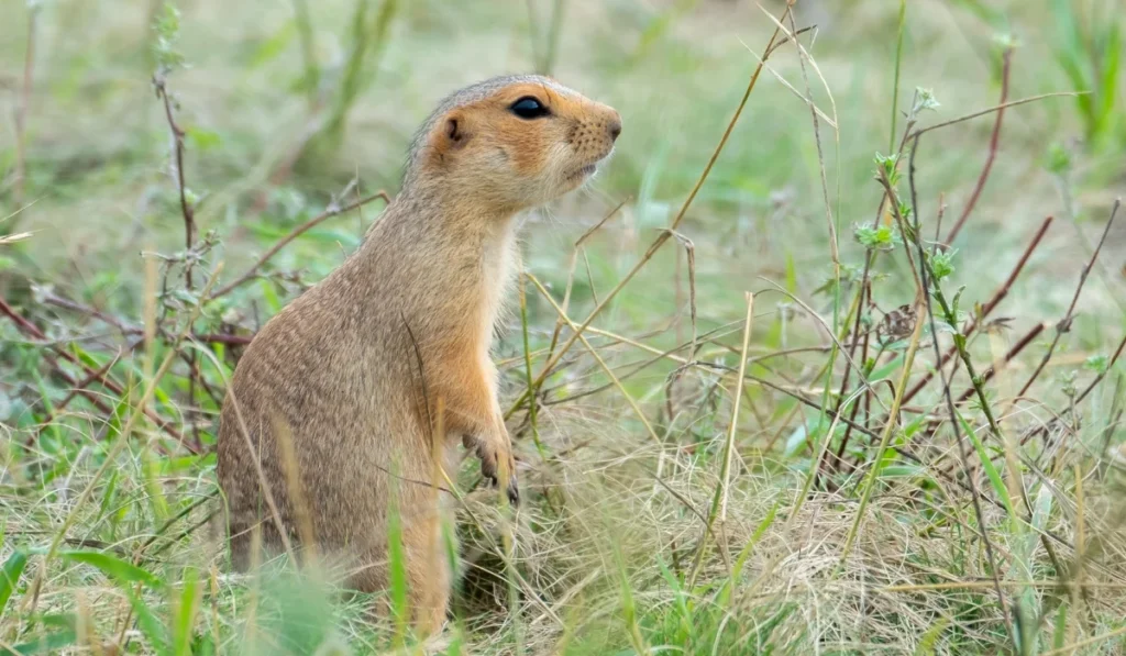 Pocket Gopher
