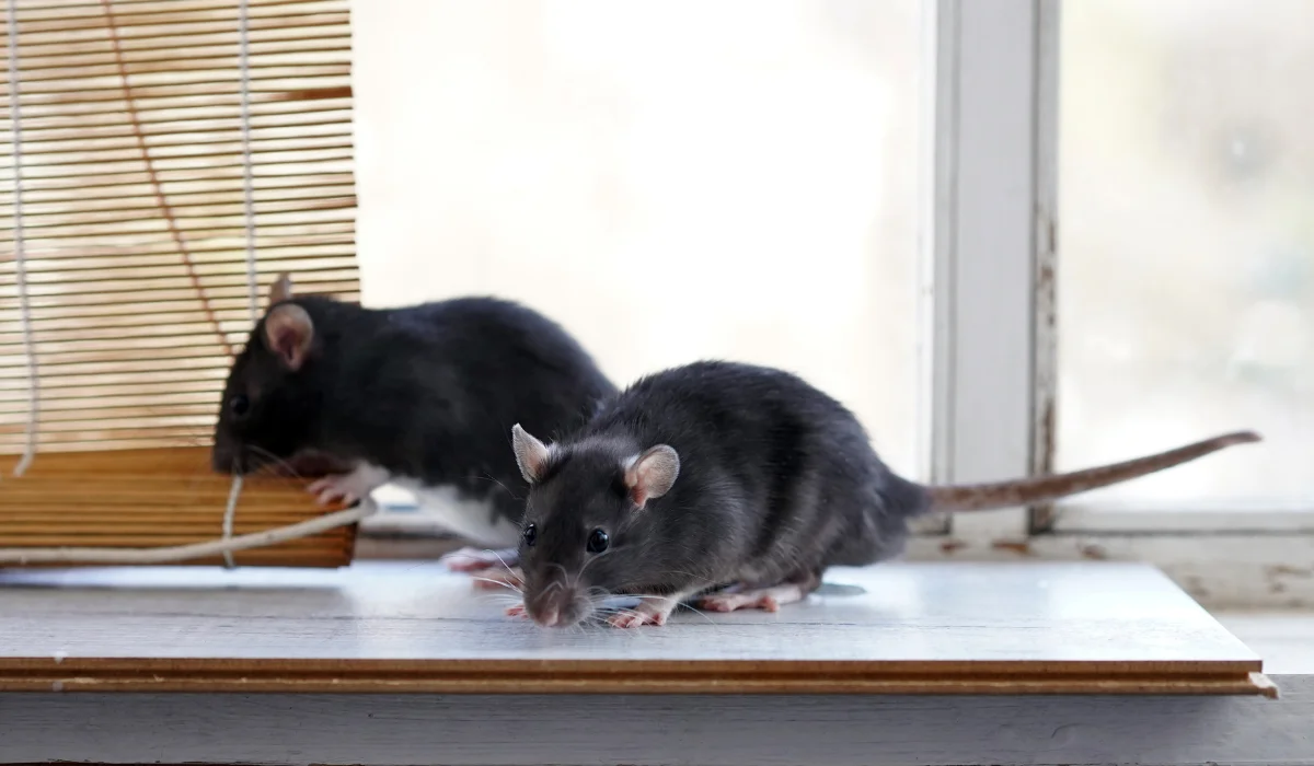 Two dark rodents on a windowsill beside a rolled bamboo blind, one facing forward