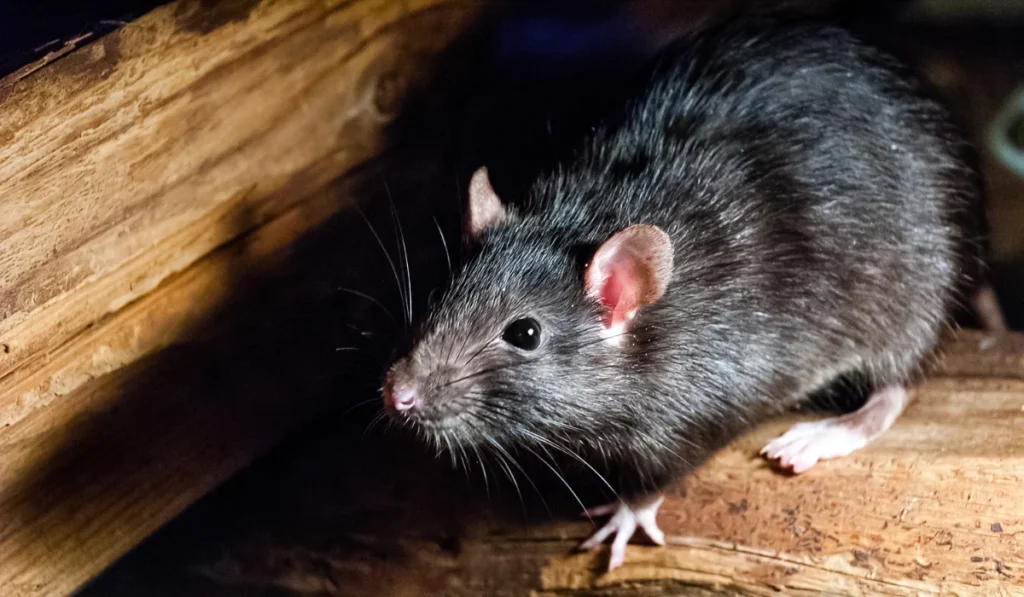 roof rat