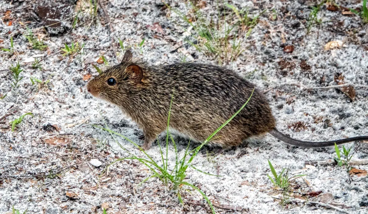 Cotton rat standing on sandy ground with sparse grass and leaf litter