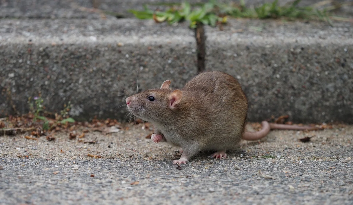 Norway rat on pavement beside a concrete curb