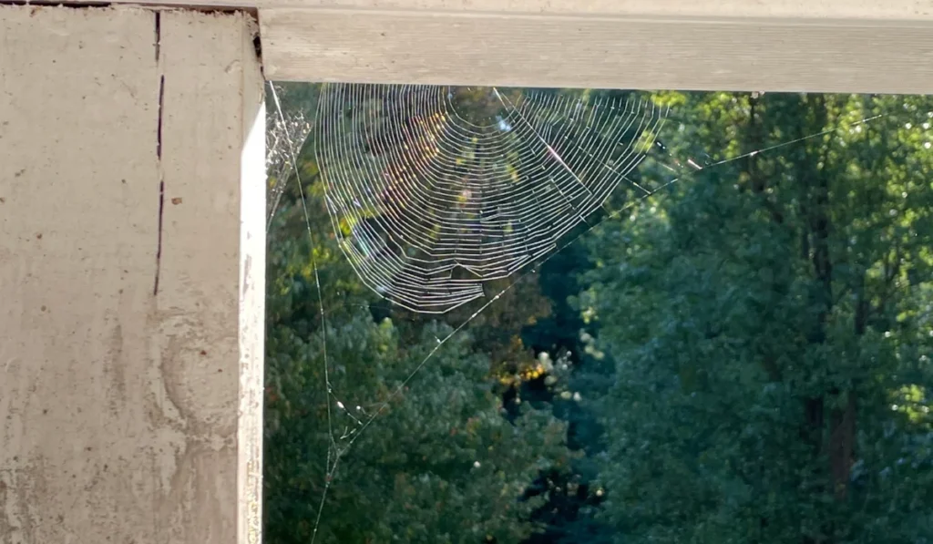 Spider Web on Front Porch