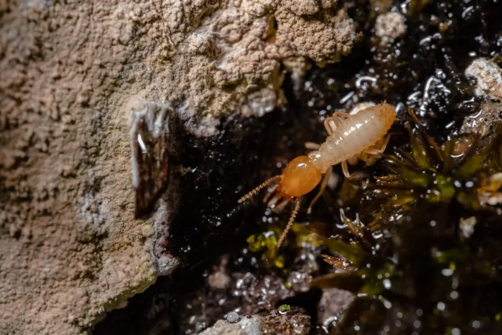 Close-up of a pale orange termite on damp wood and lichen