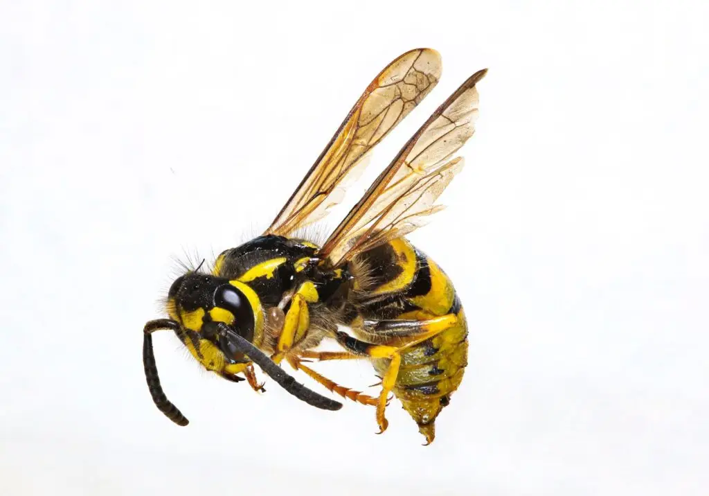 Close-up yellow-and-black wasp showing head, thorax, curled antennae and translucent wings on white background