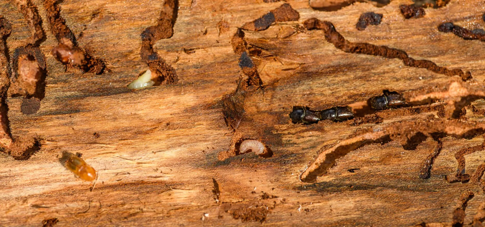 Damaged wood with winding tunnels, small dark beetles and pale insect larvae