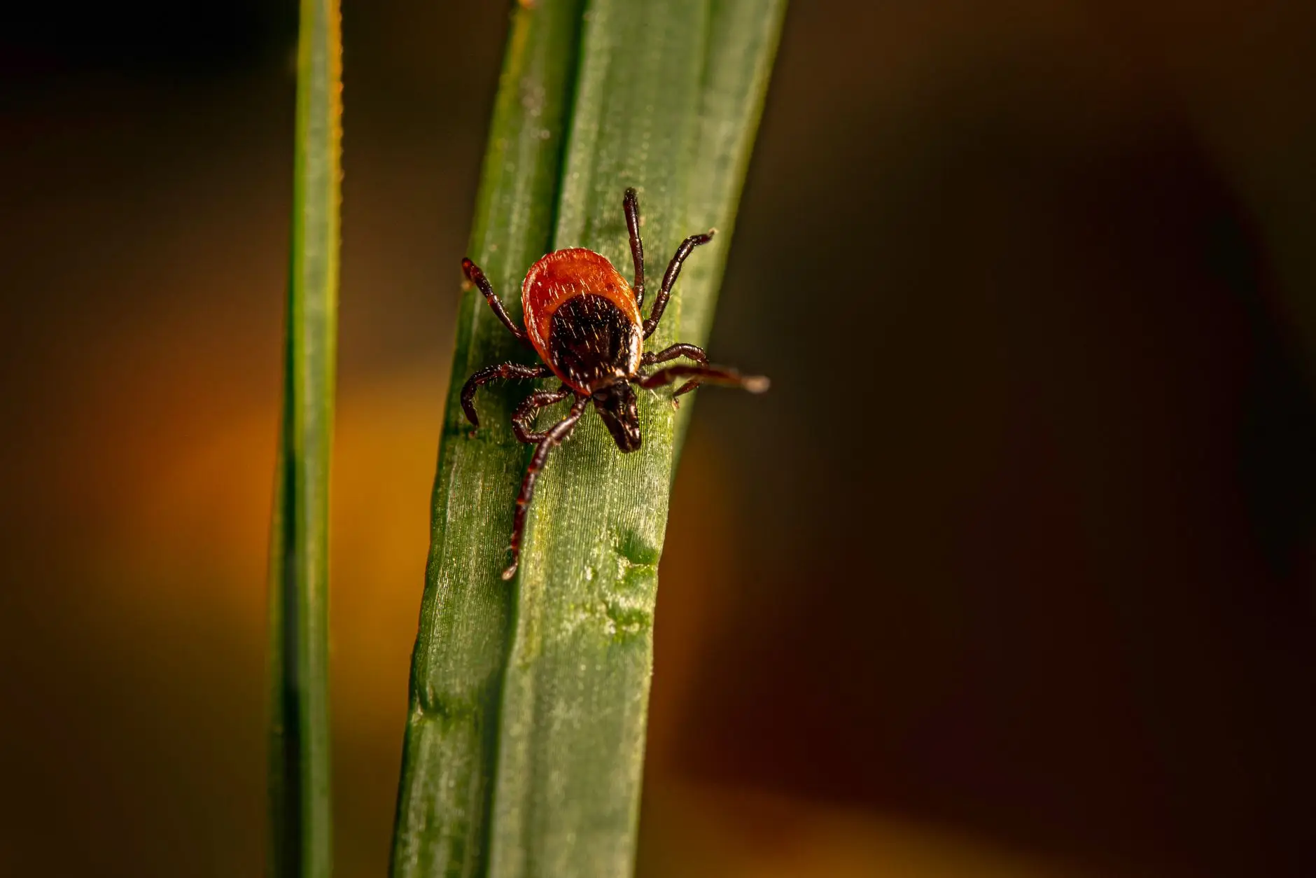 Red-brown tick clinging to a green blade of grass