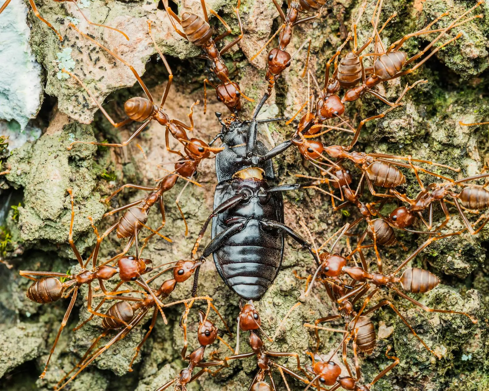 Several reddish-brown ants swarming and biting a large black beetle on rough bark